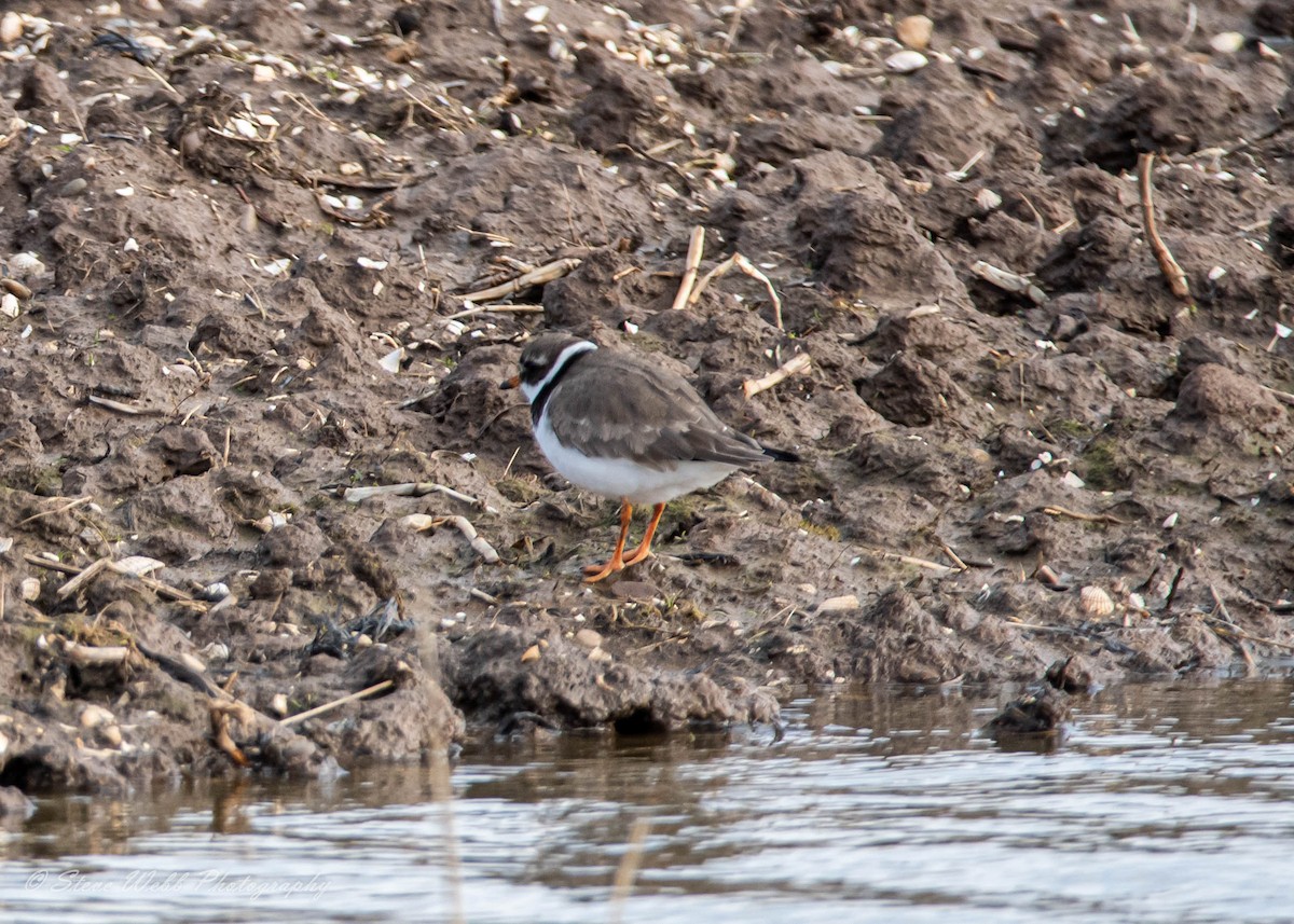 Common Ringed Plover - ML421765171