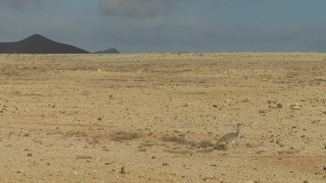 Saharakragentrappe (fuertaventurae) - ML421769261