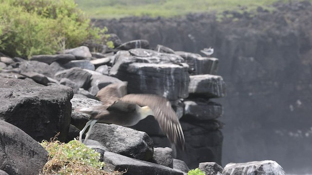 Albatros des Galapagos - ML421776031