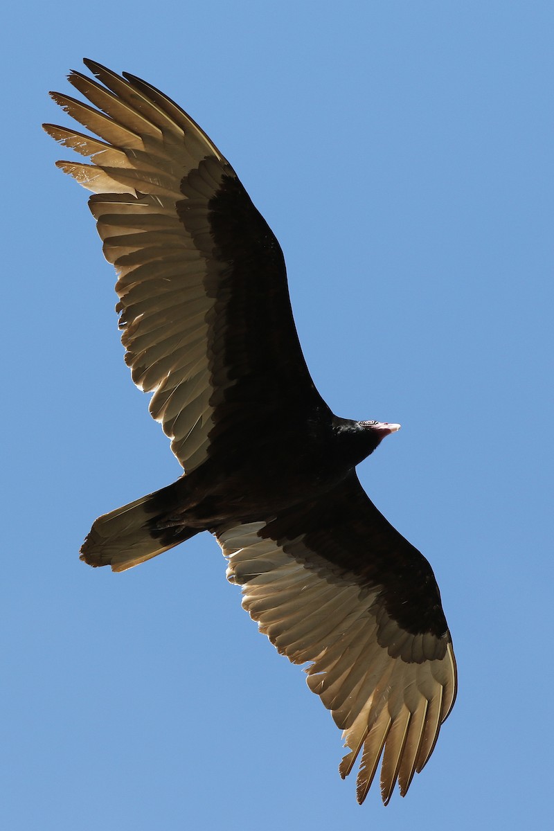 Turkey Vulture - ML421777631