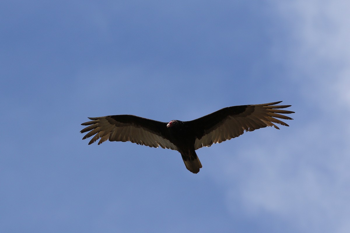 Turkey Vulture - ML421778111