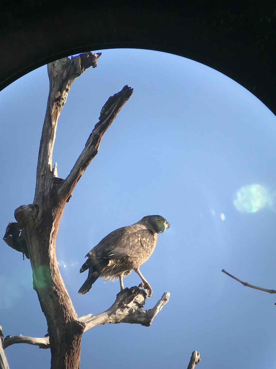 Crested Serpent-Eagle - ML42177941