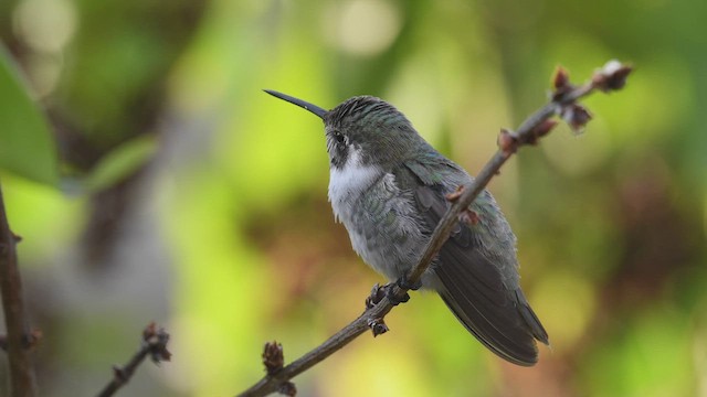 Costa's Hummingbird - ML421784861