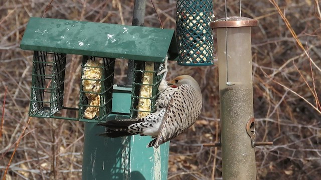 Northern Flicker (Red-shafted) - ML421790411