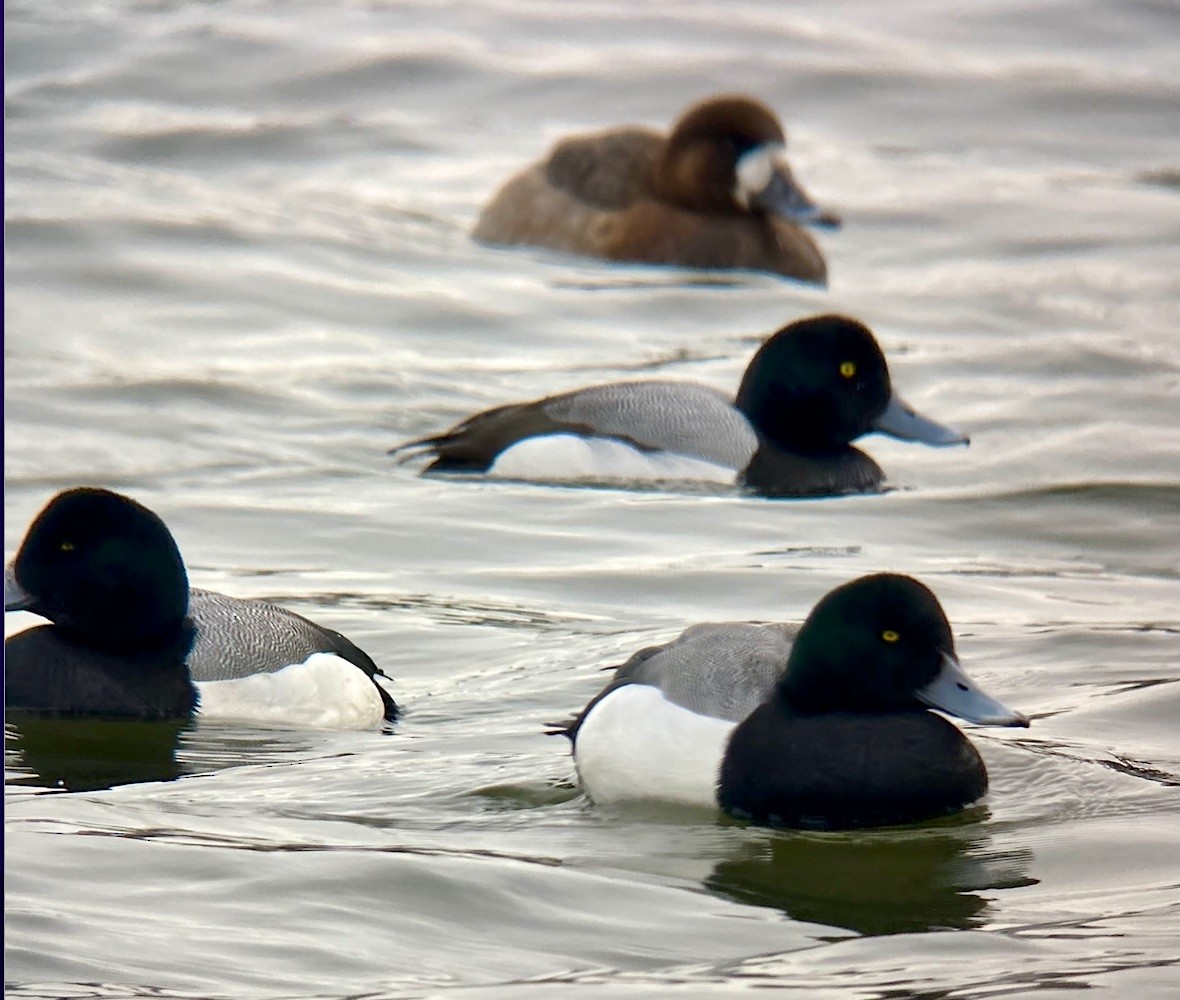 Greater Scaup - ML421792041