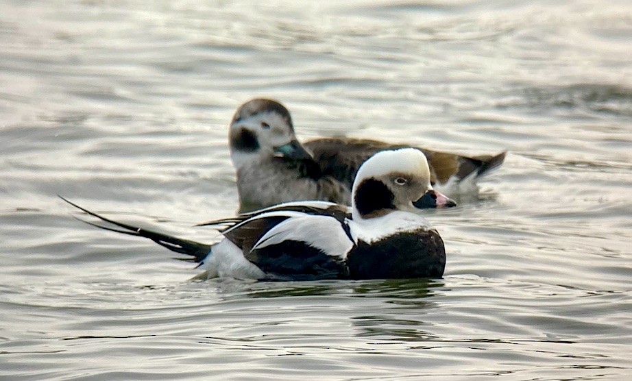 Long-tailed Duck - ML421792291