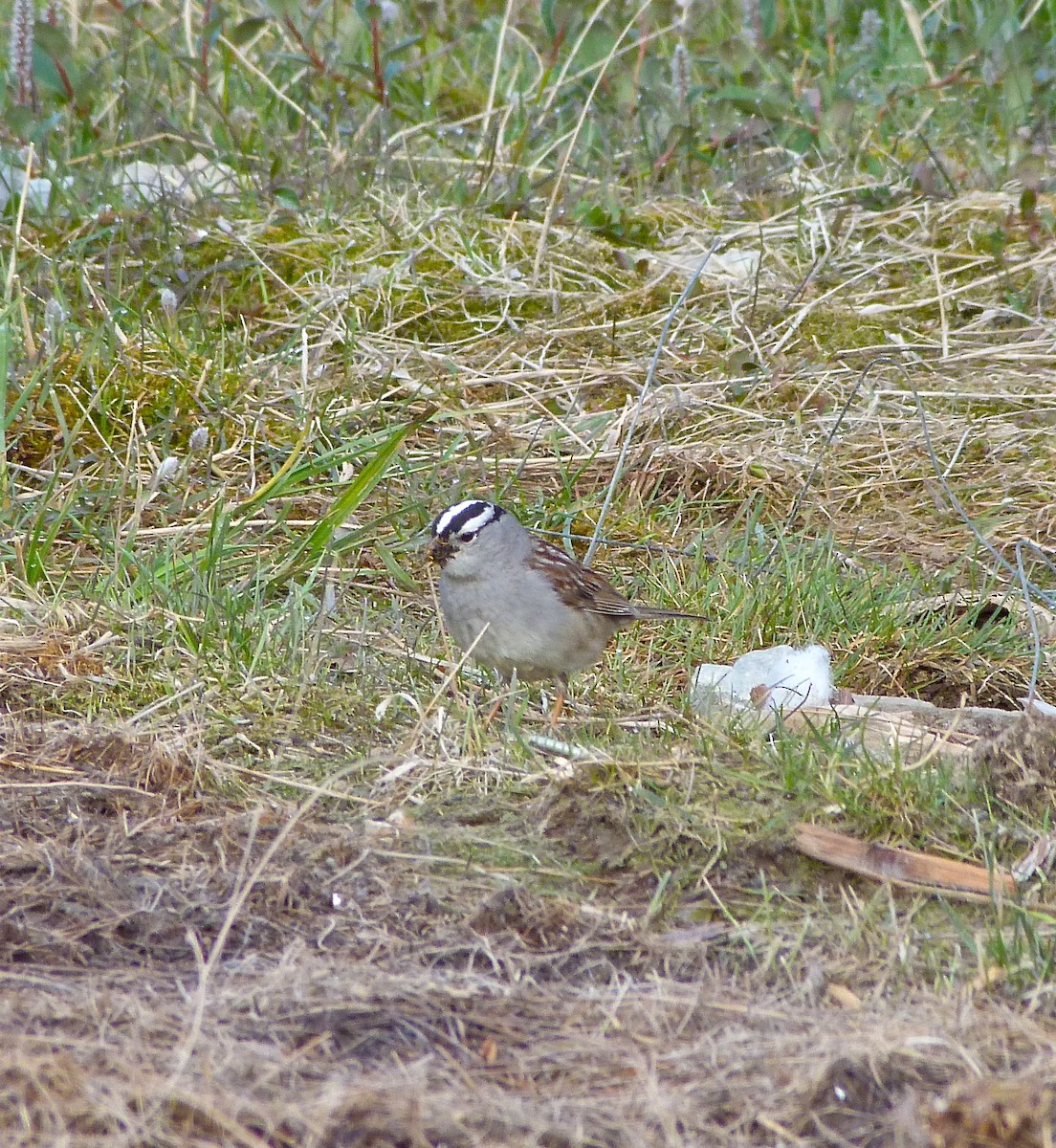 White-crowned Sparrow - Rick Whitman