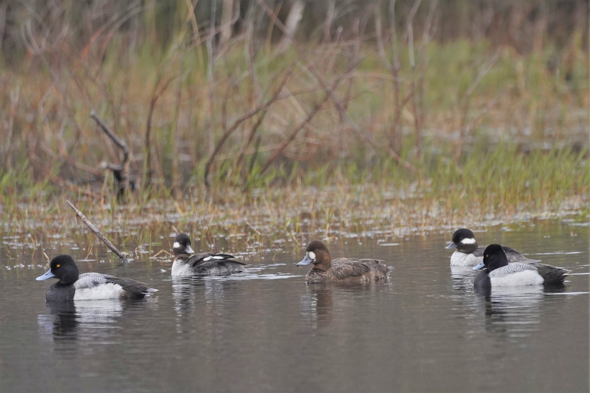 Greater Scaup - ML421794951