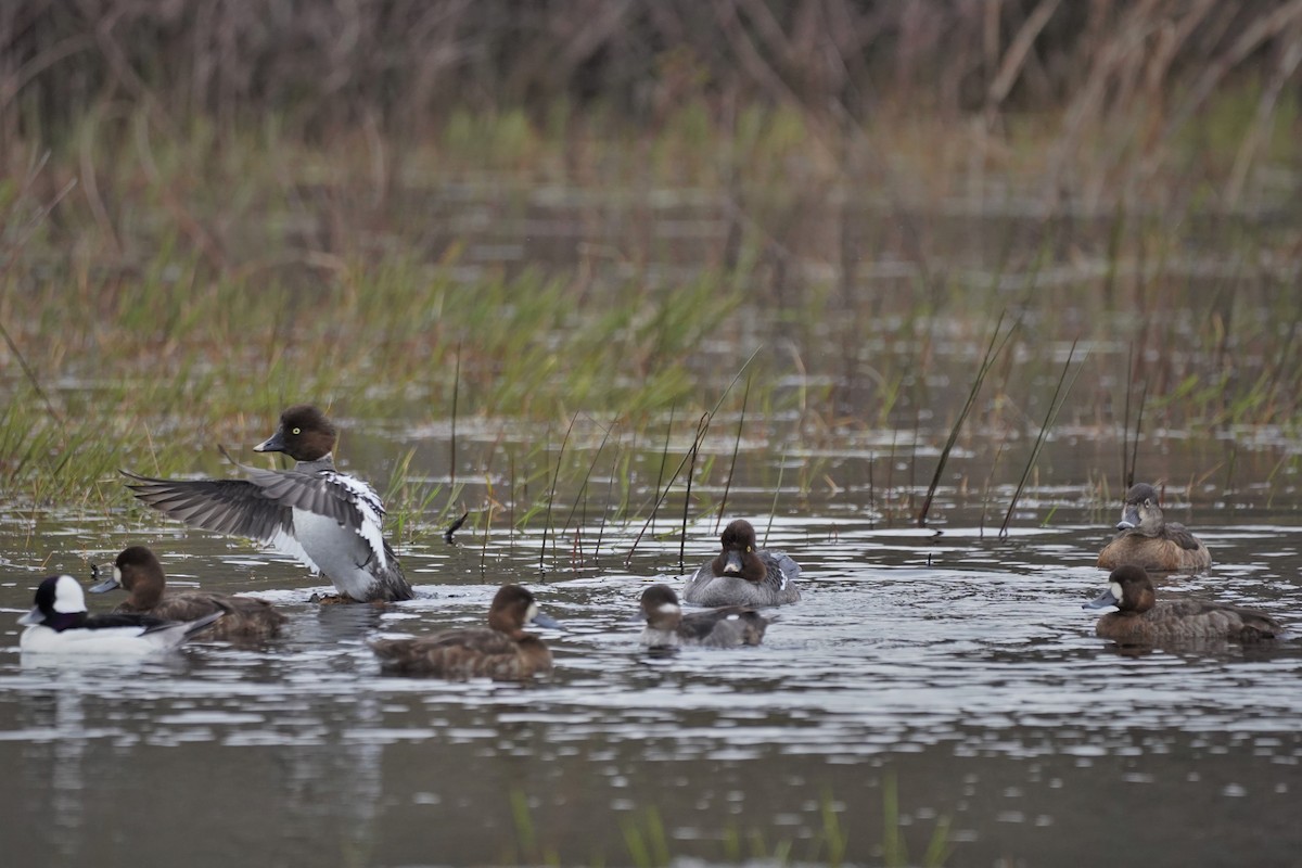 Greater Scaup - ML421795191