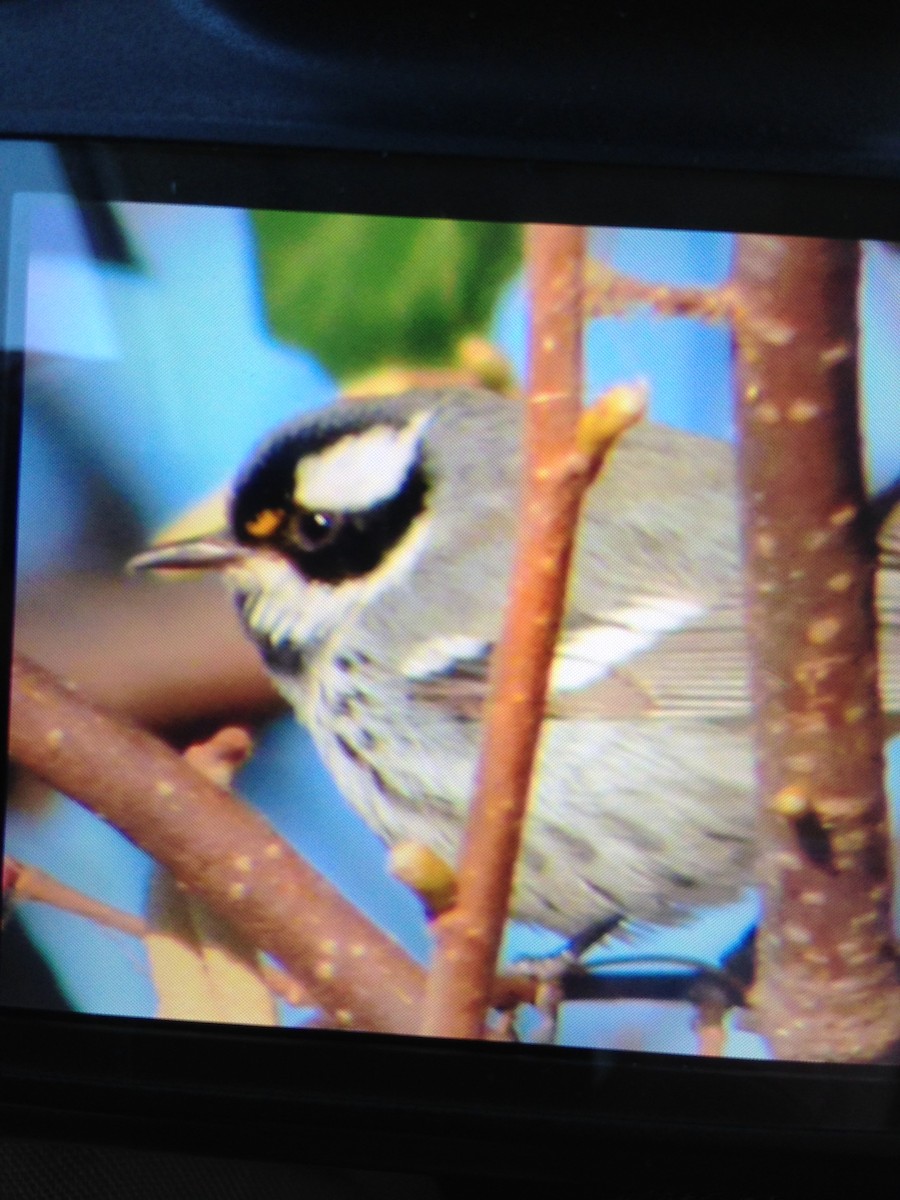 Black-throated Gray Warbler - John Hubbell