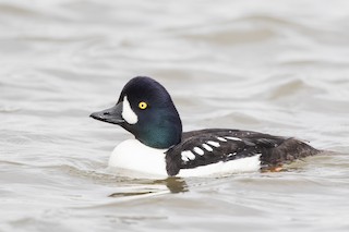 Barrow's Goldeneye