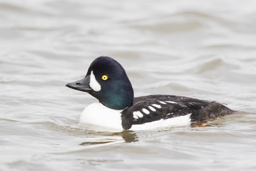 Barrow's Goldeneye