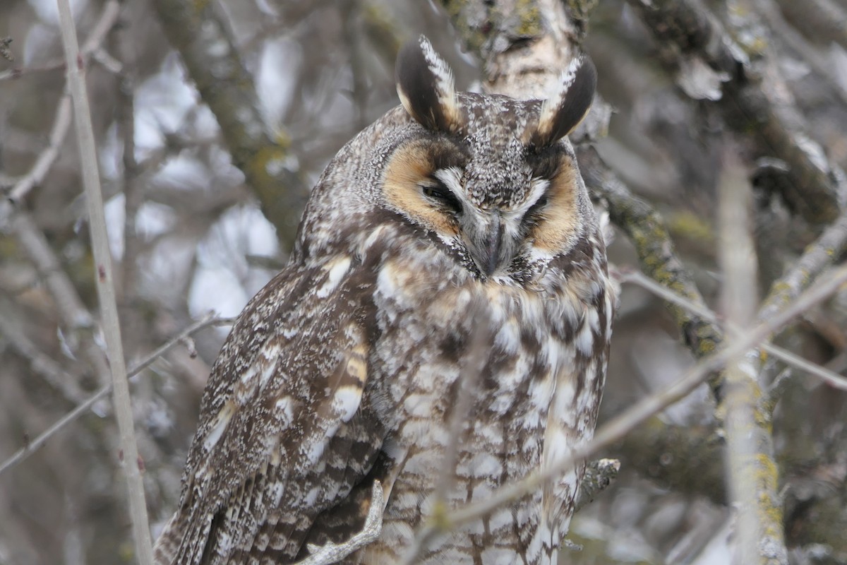 Long-eared Owl - Jeff Dawson