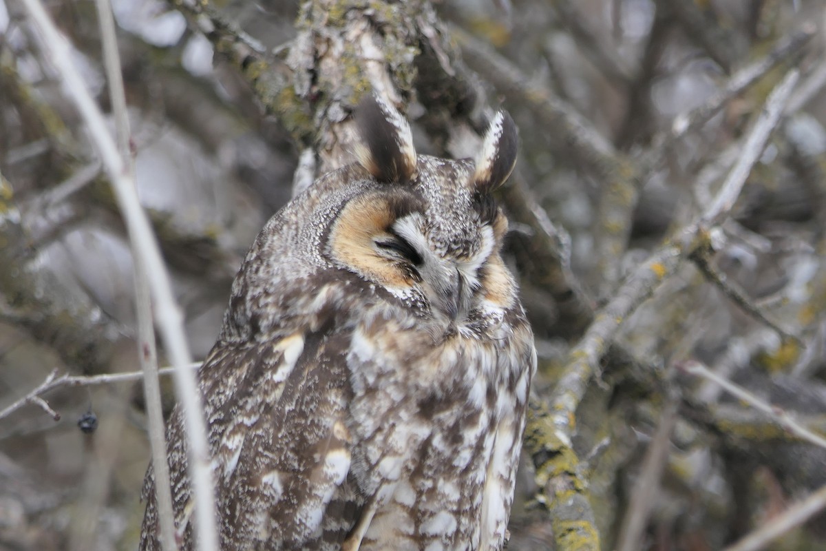 Long-eared Owl - ML421803581