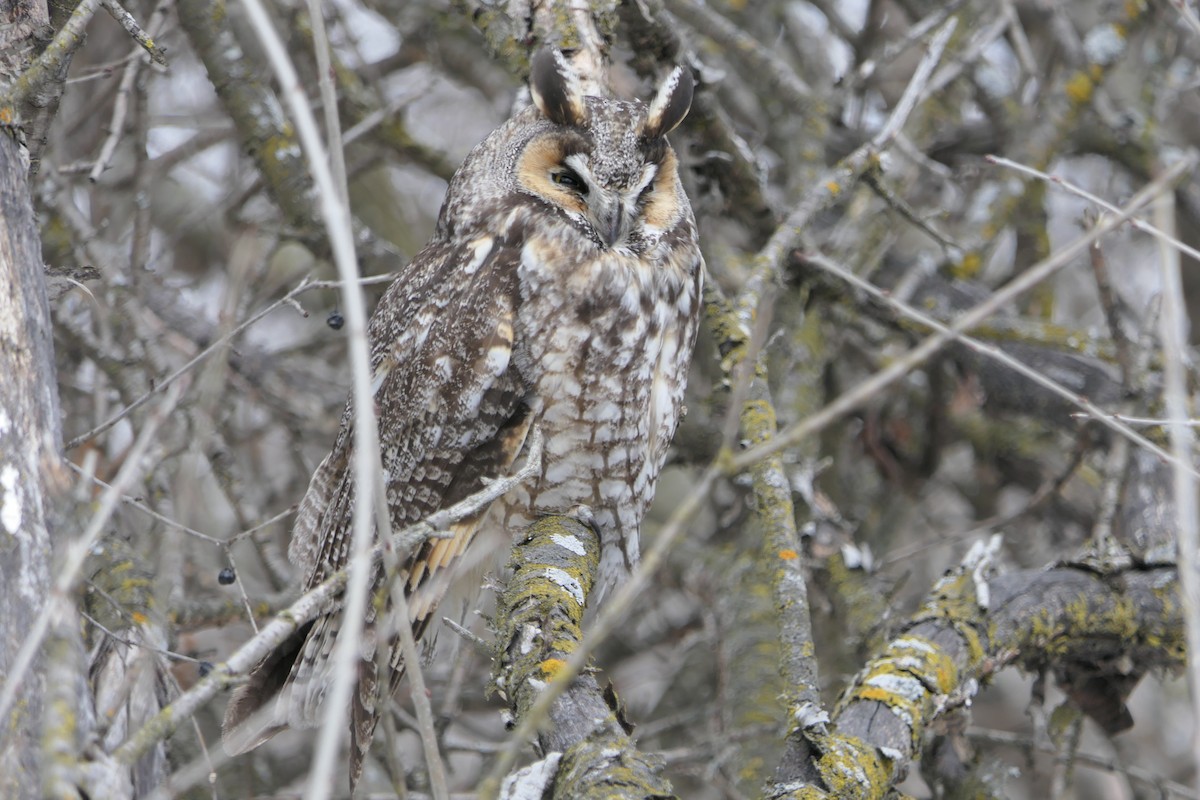 Long-eared Owl - ML421803681
