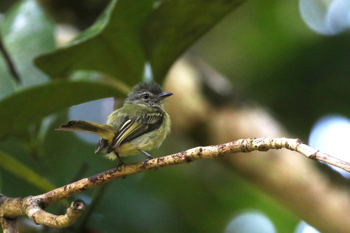 Gray-crowned Flatbill - ML421807611