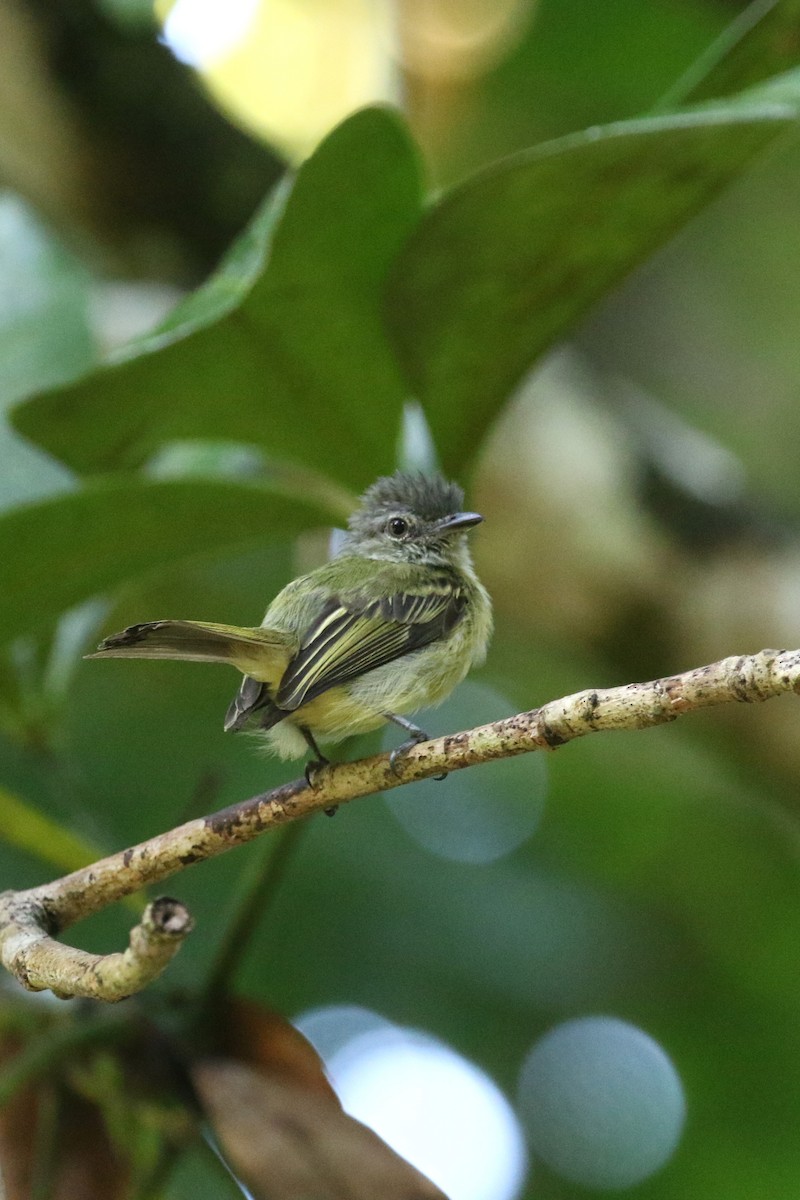 Gray-crowned Flatbill - ML421807621