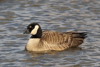 Cackling Goose (Richardson's), ML421812141