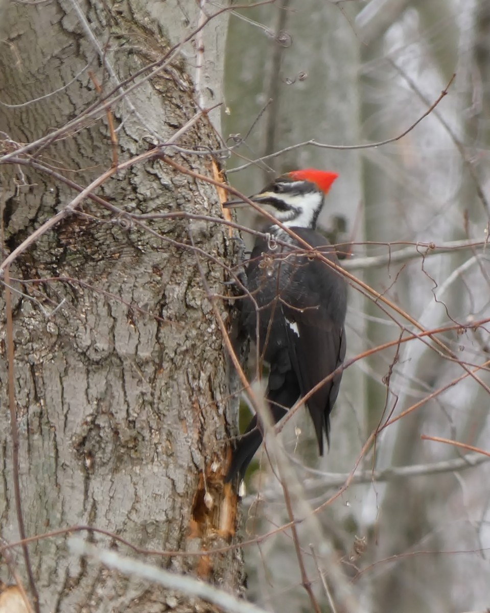 Pileated Woodpecker - ML421815631
