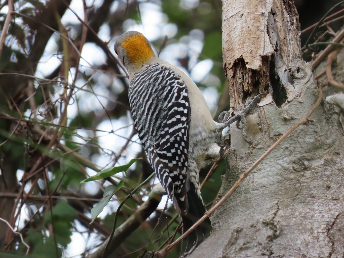 Golden-fronted Woodpecker - ML421815701