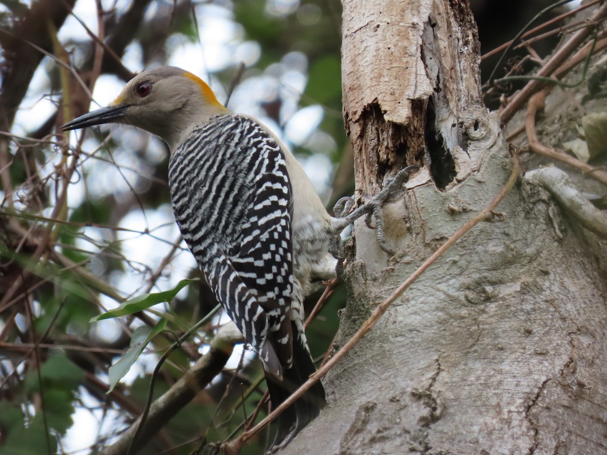 Golden-fronted Woodpecker - ML421815711