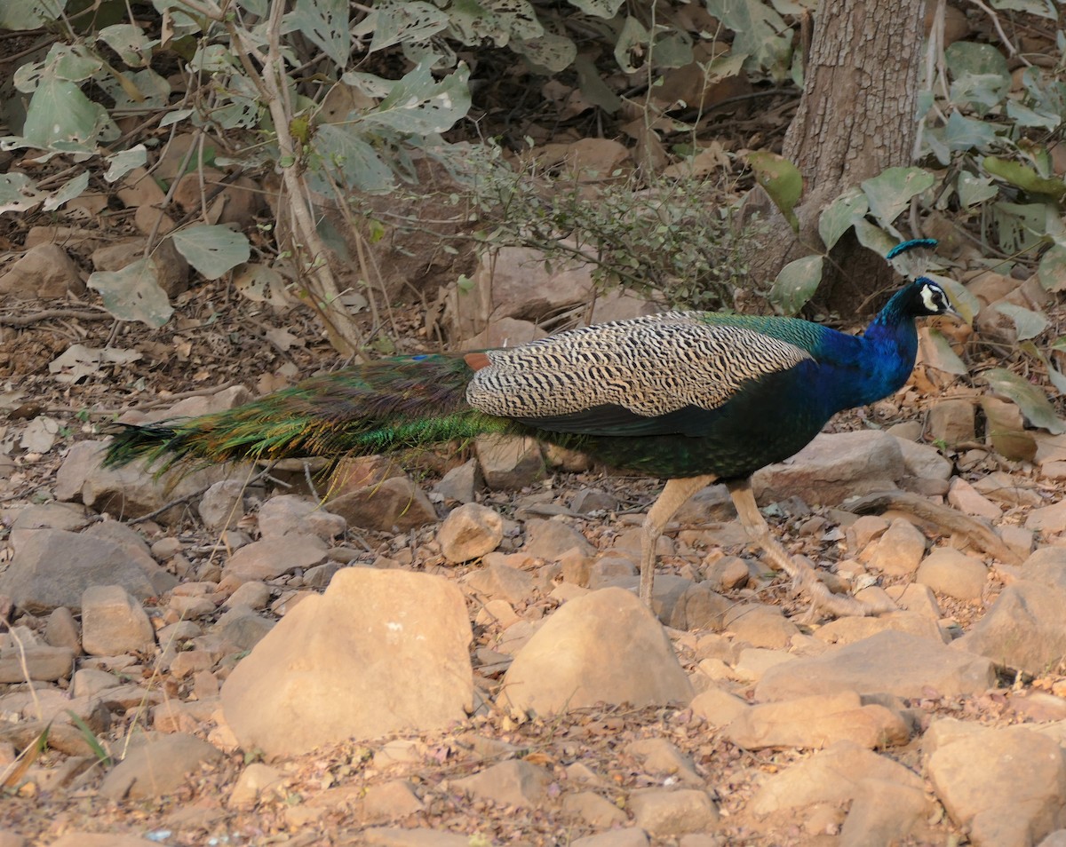 Indian Peafowl - ML421818751