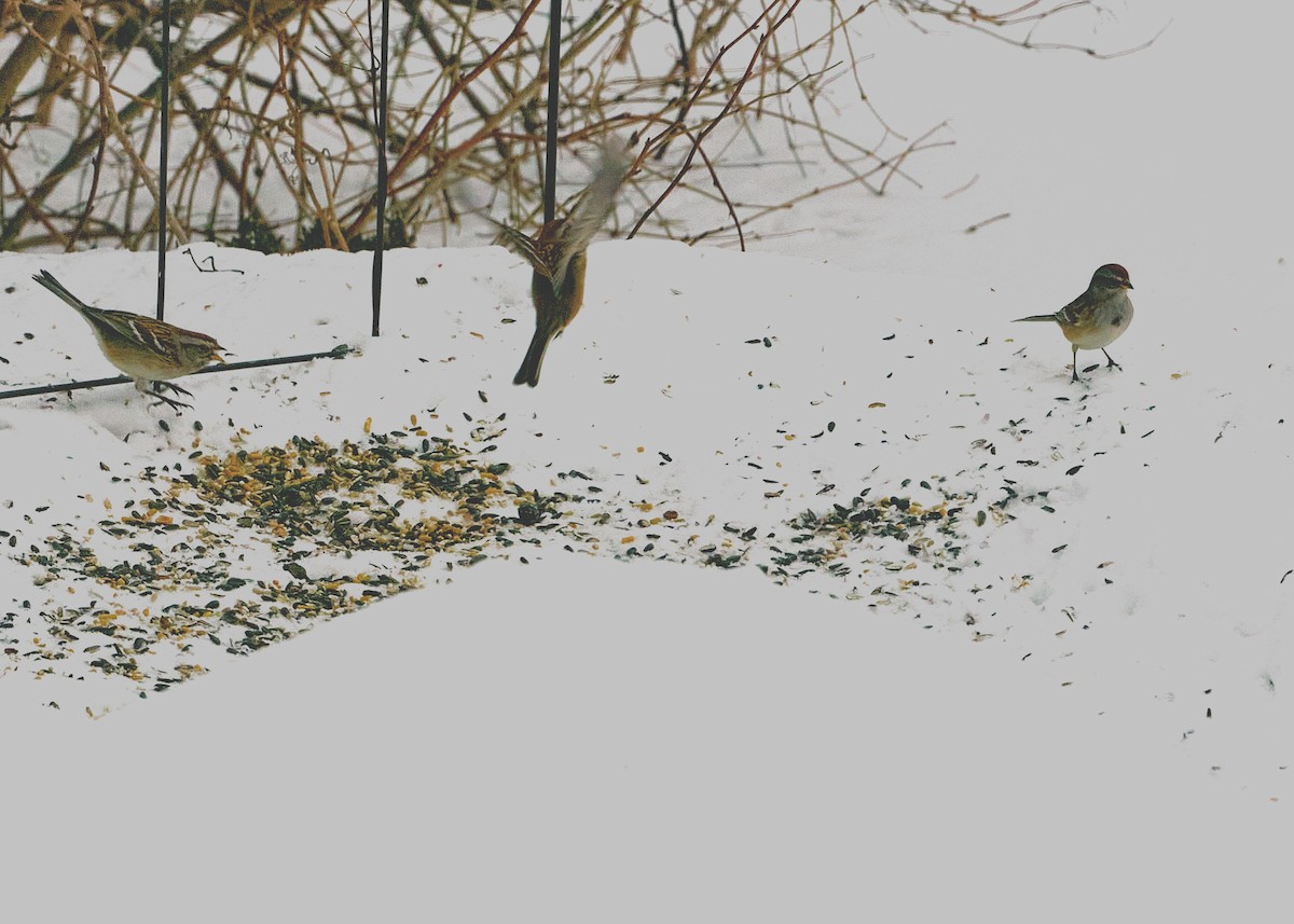 American Tree Sparrow - ML421819211