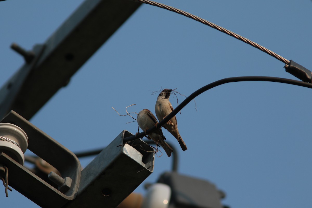 Eurasian Tree Sparrow - ML421819791