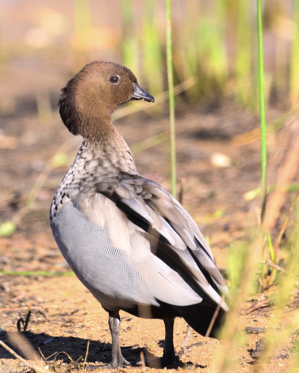 Maned Duck - India I’Anson