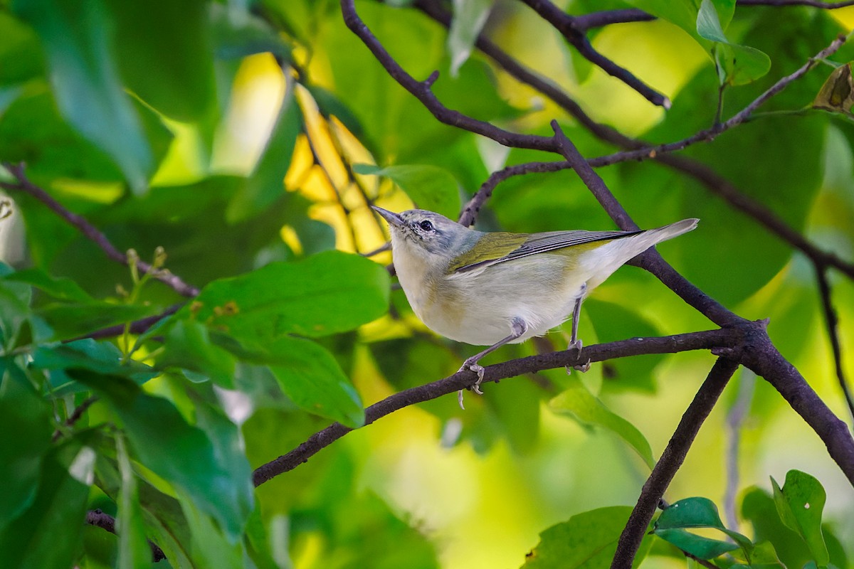 eBird Checklist - 3 Mar 2022 - E.G. Sewell Park - 26 species