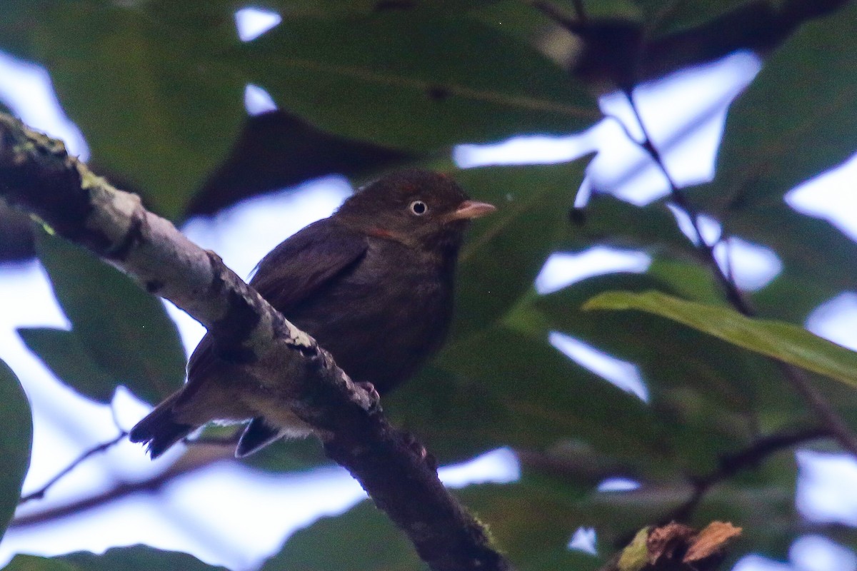 Red-capped Manakin - ML421845031