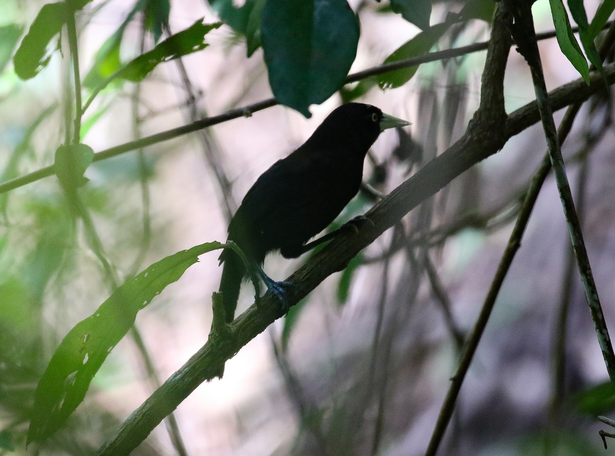Yellow-billed Cacique - ML421847641