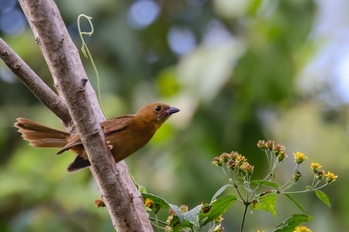 Red-throated Ant-Tanager - ML421847751