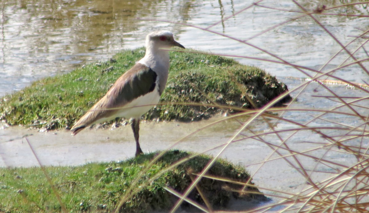 Andean Lapwing - ML421857111