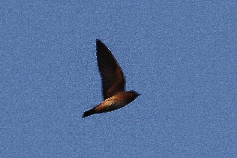 Cave Swallow - ML421859381