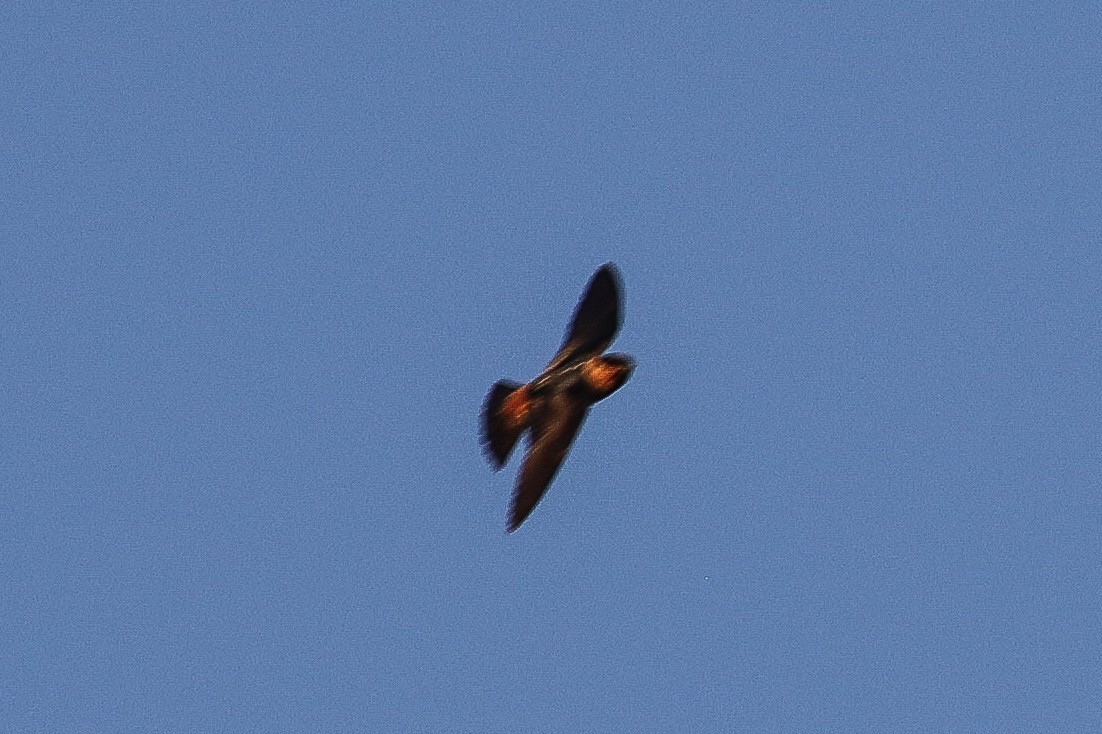 Cave Swallow - ML421859391