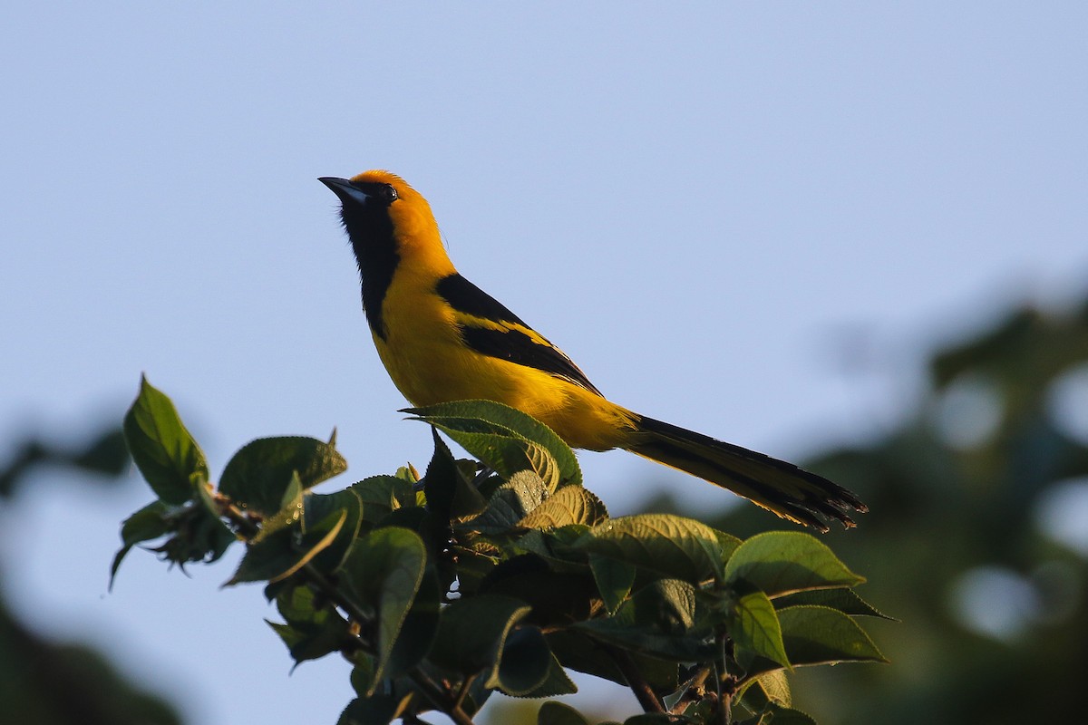 Yellow-tailed Oriole - ML421859521