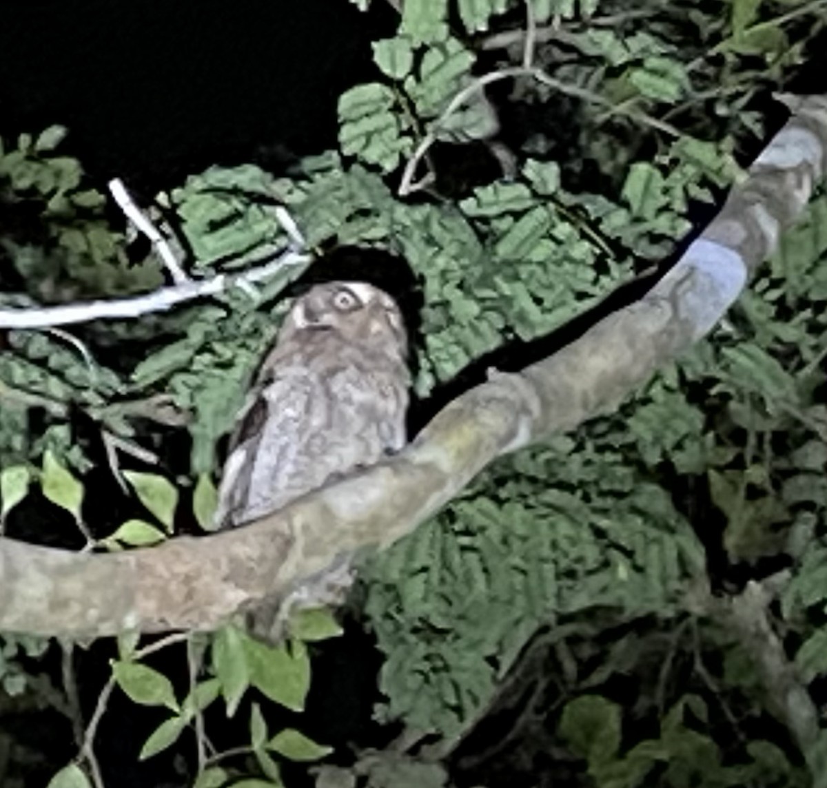 Middle American Screech-Owl - ML421860351