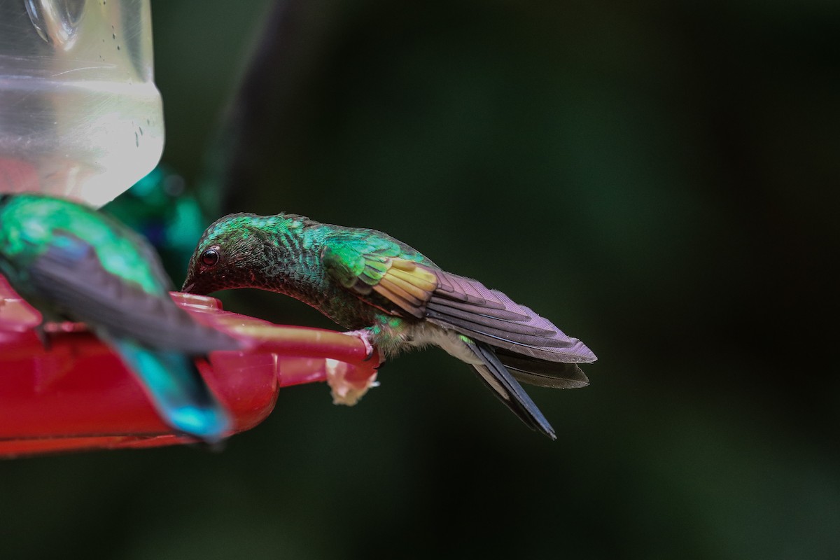 Stripe-tailed Hummingbird - ML421863081