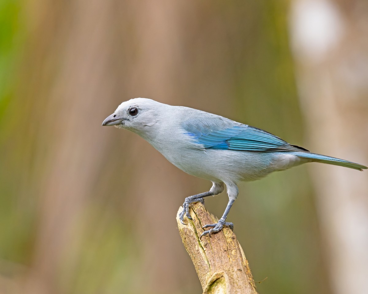 Blue-gray Tanager - ML421870591