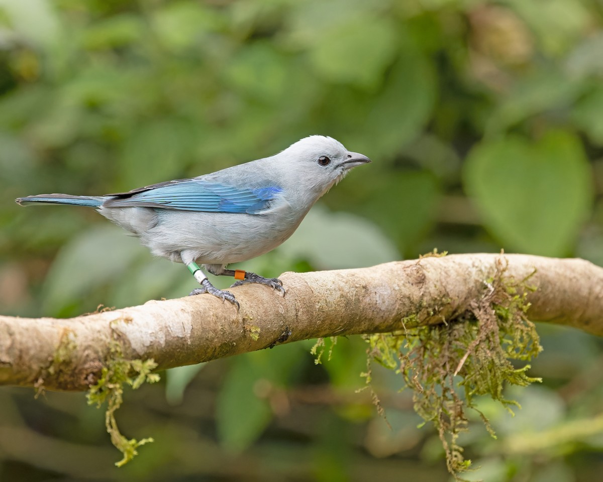 Blue-gray Tanager - ML421870601