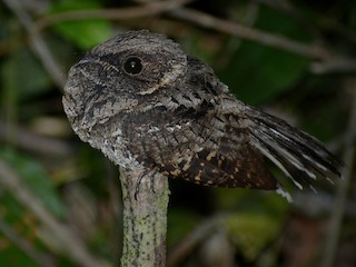  - Yucatan Poorwill