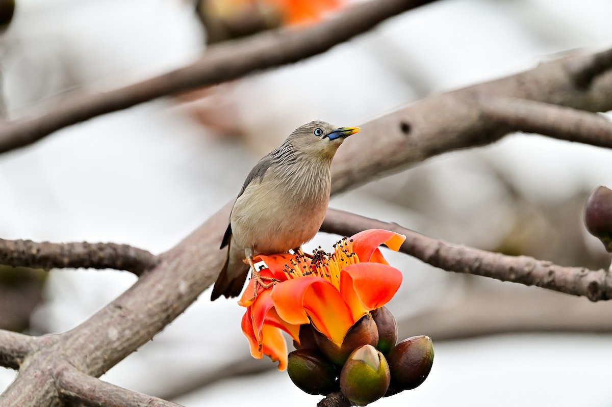 Chestnut-tailed Starling - ML421875771