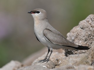  - Small Pratincole