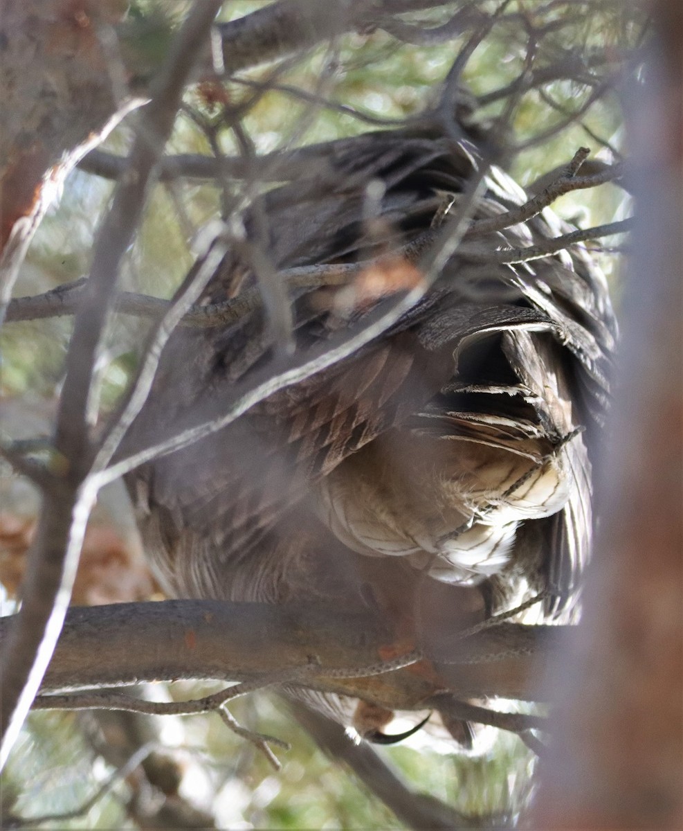 Great Horned Owl - ML421880141