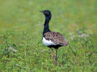  - Bengal Florican