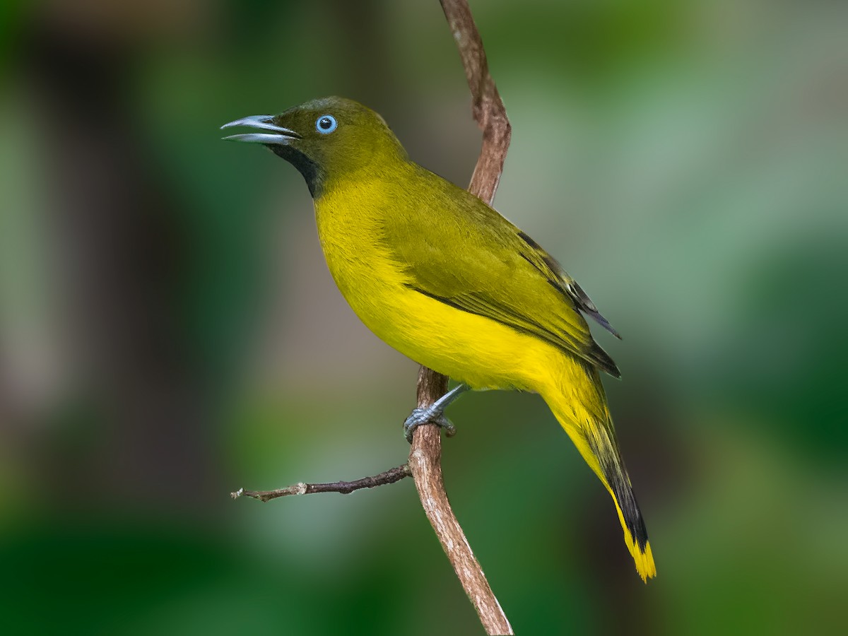 Andaman Bulbul - eBird