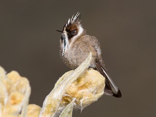  - Green-bearded Helmetcrest