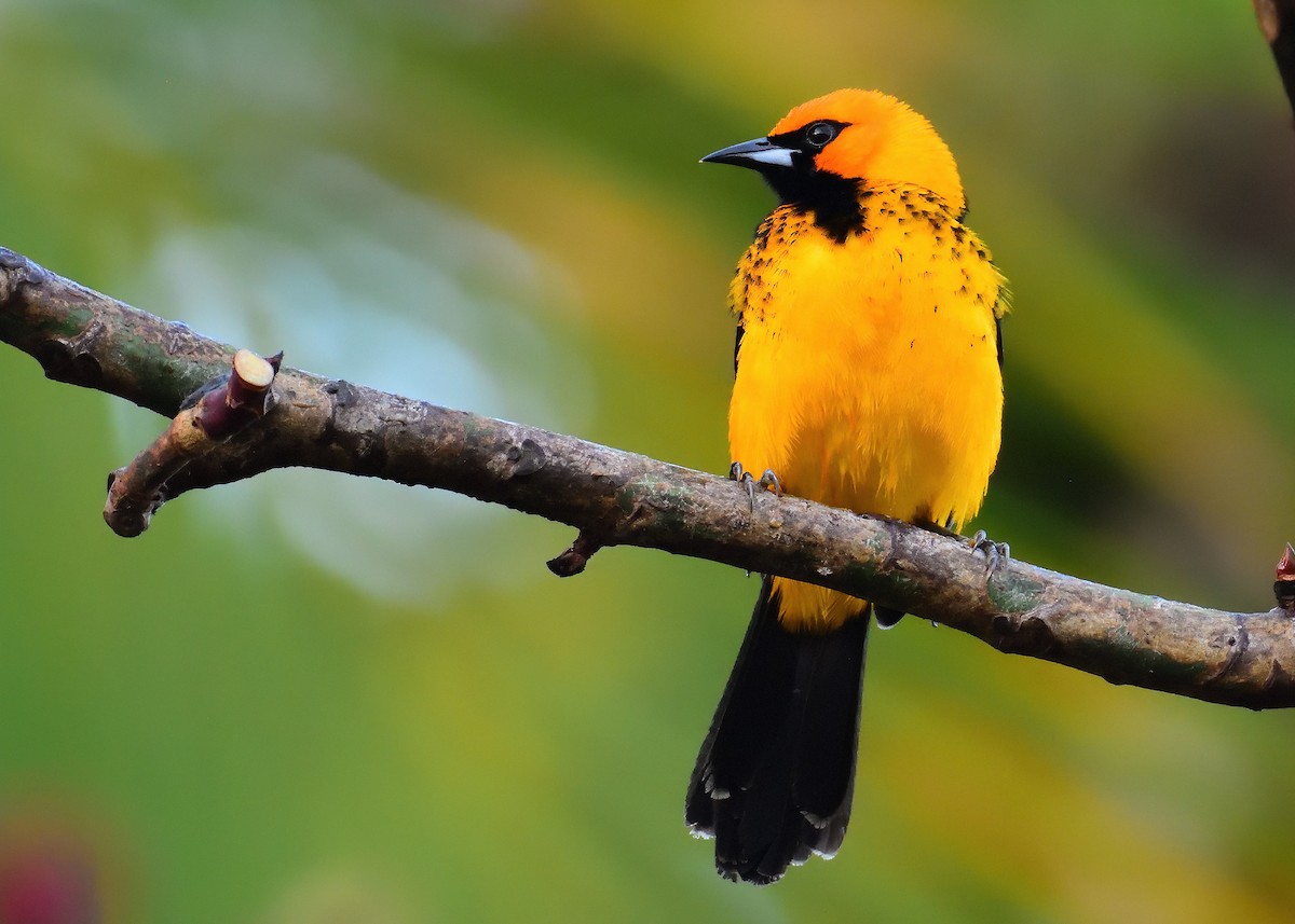 Spot-breasted Oriole - Ad Konings