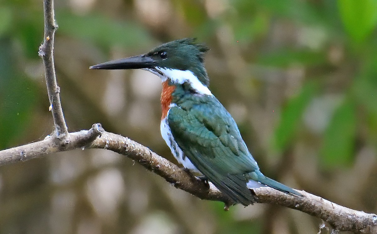 Amazon Kingfisher - Ad Konings